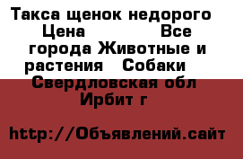 Такса щенок недорого › Цена ­ 15 000 - Все города Животные и растения » Собаки   . Свердловская обл.,Ирбит г.